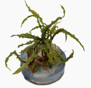 Cryptocoryne Crispatula