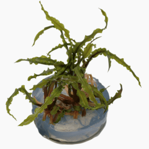 Cryptocoryne Crispatula