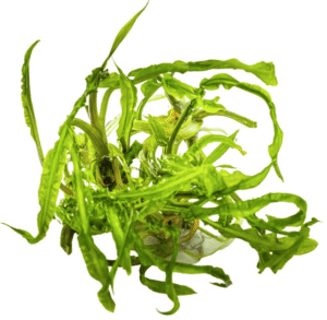Cryptocoryne Crispatula