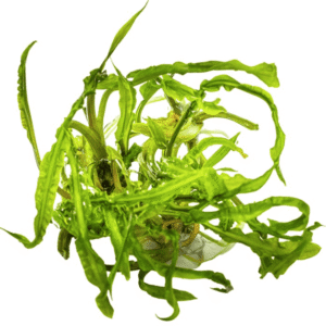 Cryptocoryne Crispatula