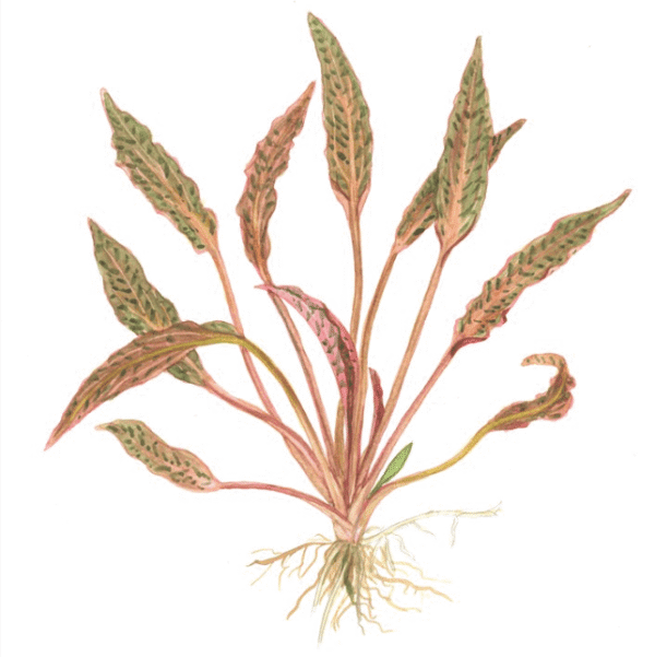 Cryptocoryne Nurii