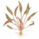 Cryptocoryne Nurii