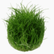 Eleocharis Pusilla 'Mini'