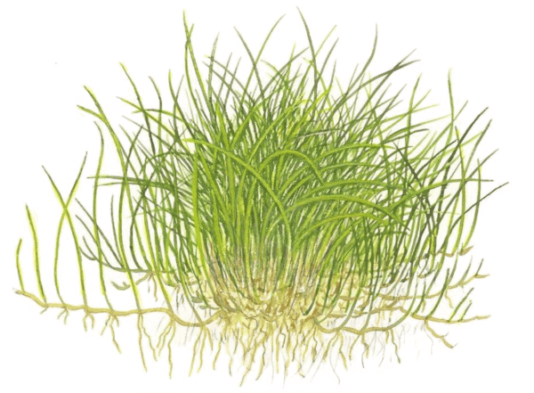 Eleocharis Pusilla 'Mini'
