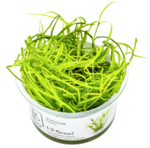 Juncus Repens