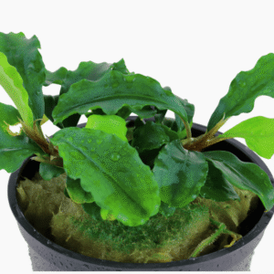 Bucephalandra Pygmaea 'Bukit Kelam'
