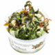 Bucephalandra 'Kedagang'