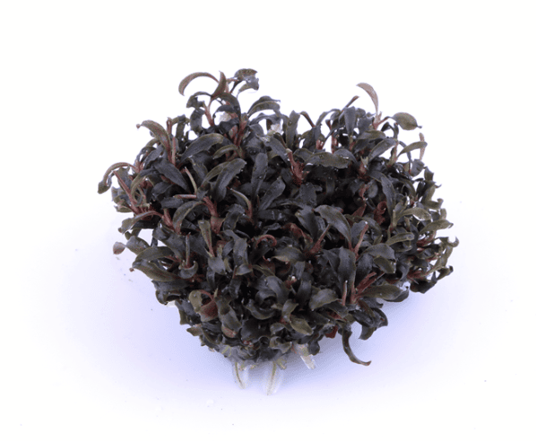 Bucephalandra 'Kedagang'