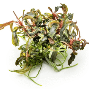 Bucephalandra 'Kedagang'