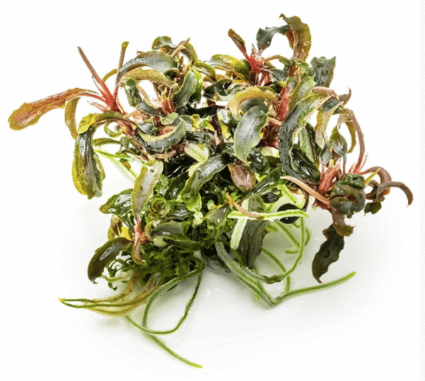 Bucephalandra 'Kedagang'