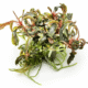 Bucephalandra 'Kedagang'