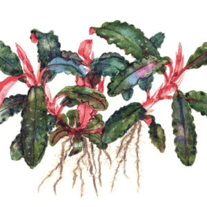 Bucephalandra 'Kedagang'