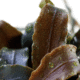 Bucephalandra 'Kedagang'