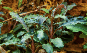 Bucephalandra 'Kedagang'