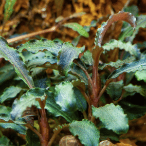 Bucephalandra 'Kedagang'