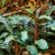 Bucephalandra 'Kedagang'