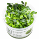 Bucephalandra Sp. 'Needle Leaf'