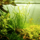 Sagittaria Subulata 'Needle Leaf'