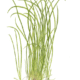 Sagittaria Subulata 'Needle Leaf'