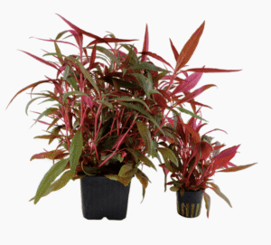 Alternanthera reineckii 'Pink'