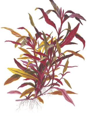 Alternanthera reineckii 'Pink'
