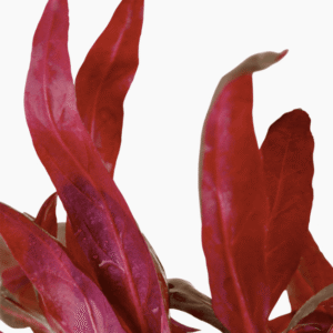 Alternanthera reineckii 'Pink'