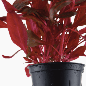 Alternanthera Reineckii 'Rosanervig'