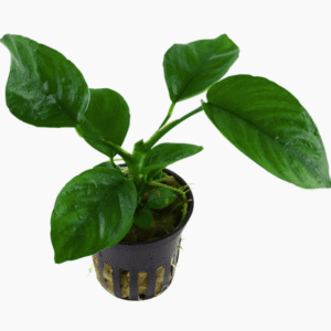 Anubias Barteri var. Caladiifolia