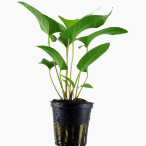 Anubias Gracilis