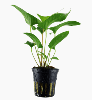 Anubias Gracilis