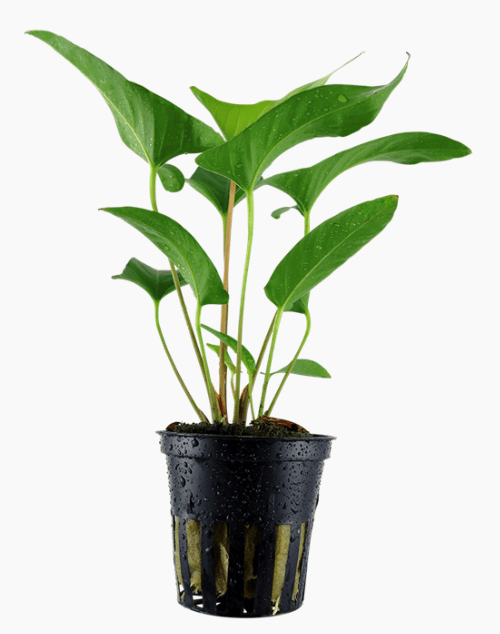 Anubias Gracilis