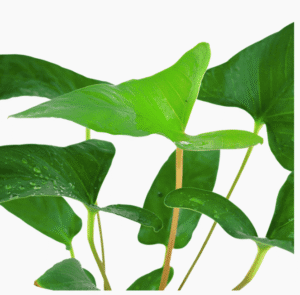 Anubias Gracilis