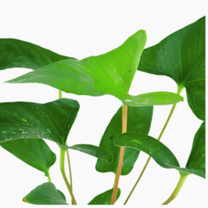 Anubias Gracilis