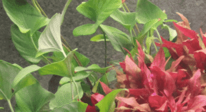 Anubias Gracilis