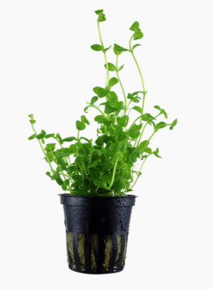 Bacopa Australis