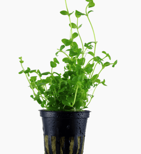 Bacopa Australis