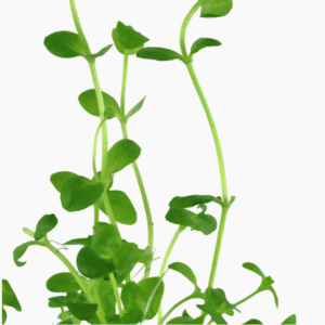 Bacopa Australis