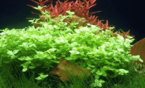 Bacopa Australis