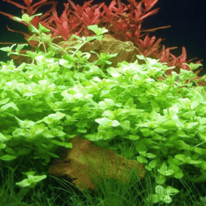 Bacopa Australis