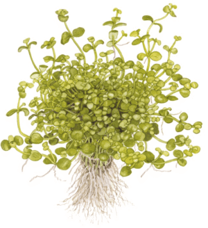 Bacopa Australis
