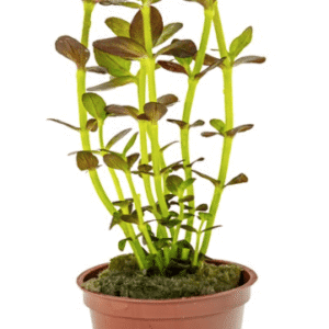 Bacopa Salzmanni 'Purple'