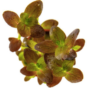 Bacopa Salzmanni 'Purple'