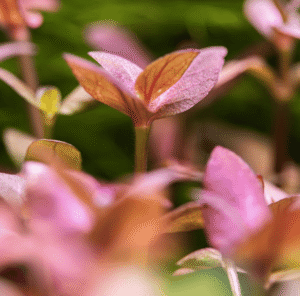 Bacopa Salzmanni 'Purple'