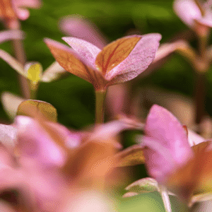 Bacopa Salzmanni 'Purple'