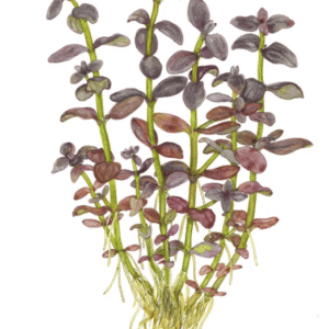 Bacopa Salzmanni 'Purple'