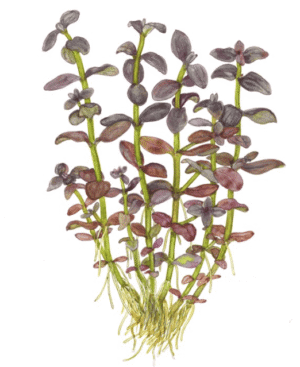 Bacopa Salzmanni 'Purple'