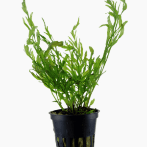 Bolbitis Heudelotii