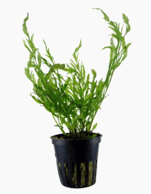 Bolbitis Heudelotii