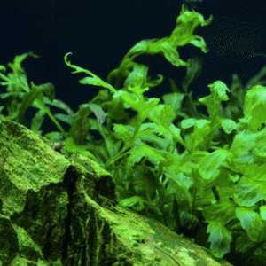 Bolbitis Heudelotii