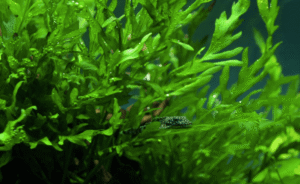Bolbitis Heudelotii